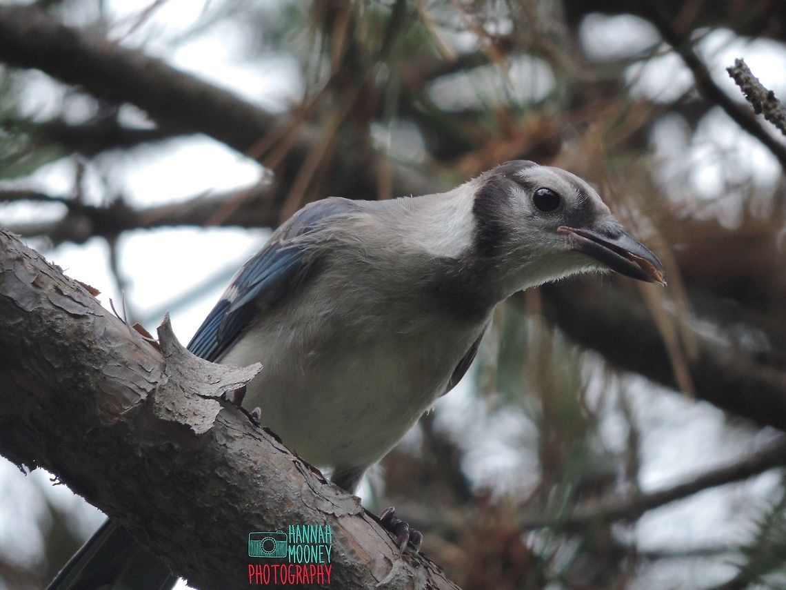 Blue Jay A perching Blue Jay eating a seed.   Bird,Blue Jay,Blue jay,Cyanocitta cristata,animal,colorful birds,contest,natural,nature,trees