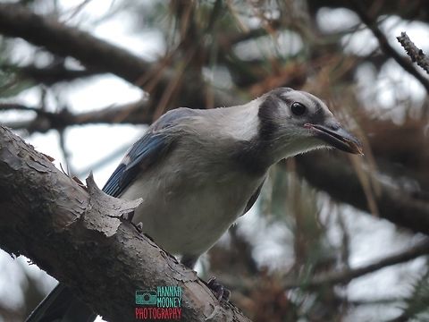 Blue Jay A perching Blue Jay eating a seed.   Bird,Blue Jay,Blue jay,Cyanocitta cristata,animal,colorful birds,contest,natural,nature,trees