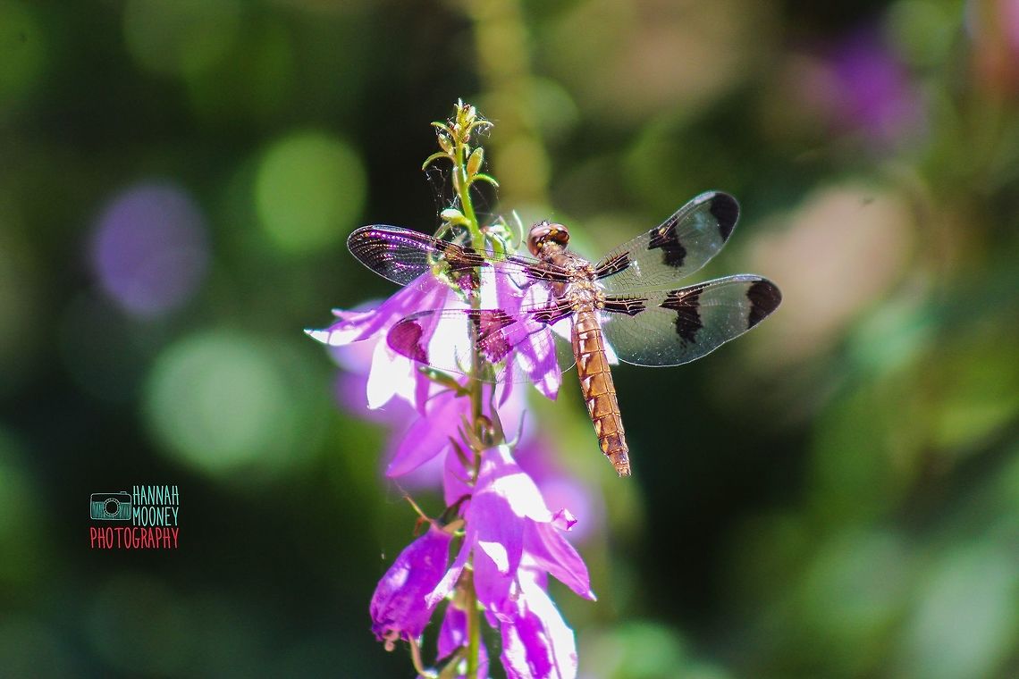 Dragonfly on Creeping Bellflower I love the vivid purple of the Creeping Bellflower; I also love the way the dragonfly&#039;s wings have a shiny/shimmery appearance!   Campanula rapunculoides,Creeping Bellflower,Dragonfly,Flower,background,bokeh,colorful,contest,insect,winged