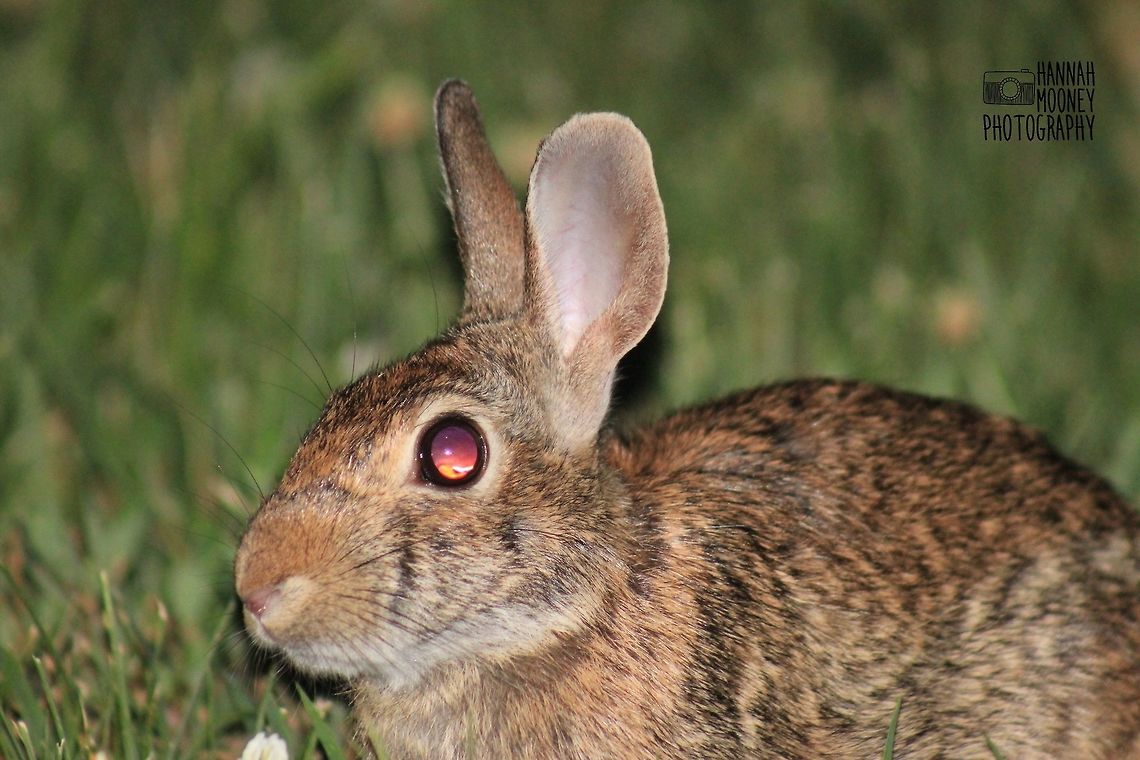 Cottontail Rabbit / "Magic Bunny" This Cottontail Rabbit is truly a "Magic Bunny!"  Note how the sunset is being reflected by its eye...  So cool! Bunny,Eastern cottontail,Rabbit,Sunset,Sylvilagus floridanus,animal,contest,ears,eye,magical,natural,nature,nose,whiskers