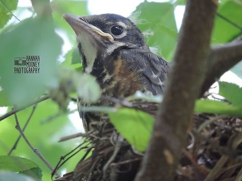 American Robin fledgling in its nest An American Robin fledgling in its nest...  Watching baby birds grow up is such a fascinating process! American Robin,Bird,Fledglings,Leaves,Turdus migratorius,United States,animal,baby animal,contest,feathers,grow,habitat,home,natural,nature,nest,trees