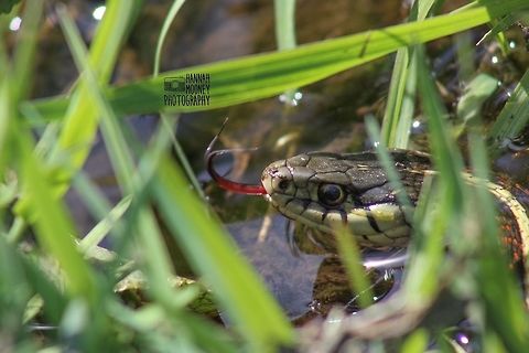 Intimidating Garter Snake An intimidating Garter Snake...  This reptile is seriously scary (but cool!-With that flickering fork tongue!  I give this scaly guy an A for camouflage; I just barely saw him in time!  He sure gave me a scare!  Ha ha! Common Garter Snake,Eyes,Grass,Scaled Reptile,Snake,Thamnophis sirtalis,Water Snake,animal,camouflage,contest,natural,nature,reptile,scales,stripes,swimming reptiles,tongue,tongue flick,water,water reptiles