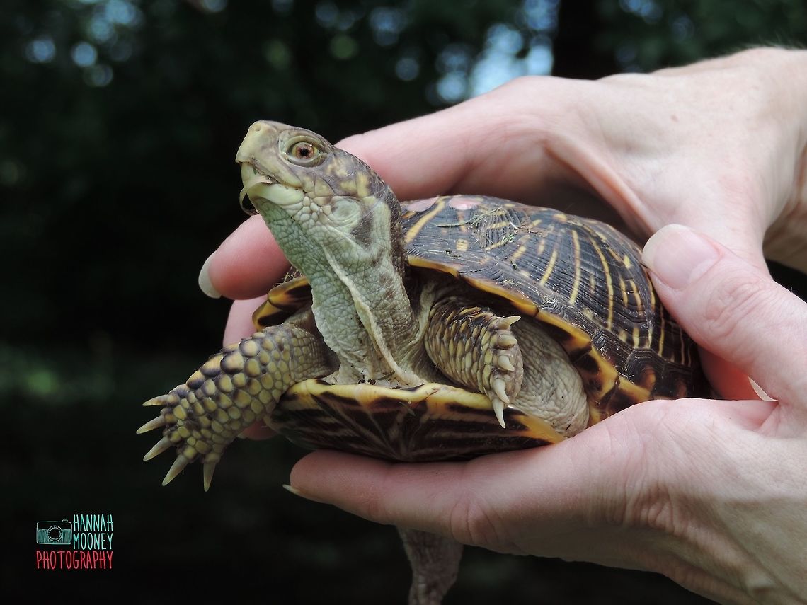 Ornate Box Turtle Ornate Box Turtle...  I enjoy getting to see the same female Box Turtles come back annually to lay their eggs!   Ornate Box Turtle,Ornate box turtle,Terrapene ornata ornata,Turtle,United States,animal,bokeh,contest,hands,natural,nature,patterned,reptile,shell