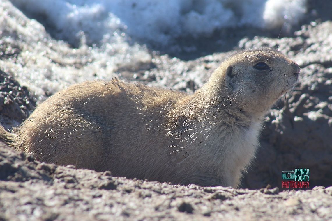 Prairie Dog Prairie Dog in a Colorado Snow...  I love the way the snow was turned into sparkly bokeh!  Black-tailed prairie dog,Cynomys ludovicianus,Prairie dog,animal,bokeh,contest,natural,nature,rodent,snow