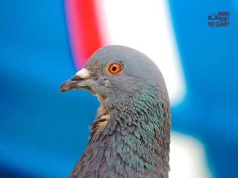 Blue Rock Dove/Pigeon-Silver Spangle Saxon Field Color Patriotic pigeon! - This is a Blue Rock Dove/Pigeon. (Silver Spangle Saxon Field Color) I took this photo while on a personal trip in downtown Austin, TX. Columba livia,Rock dove,animal,bird,blue rock pigeon,colorful,contest,eye,feathers,natural,nature,pigeon,silver spangle saxon field color pigeon