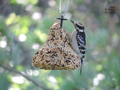 Male Hairy Woodpecker Male Hairy Woodpecker eating at a feeder...  I love the way the sunlight, shining through the plants in the background, created this natural bokeh backdrop!  Bird,Feeding,Hairy Woodpecker,Hairy woodpecker,Leuconotopicus villosus,Picoides villosus,Woodpecker,animal,bokeh,contest,natural,nature,plants,seeds,sunlight