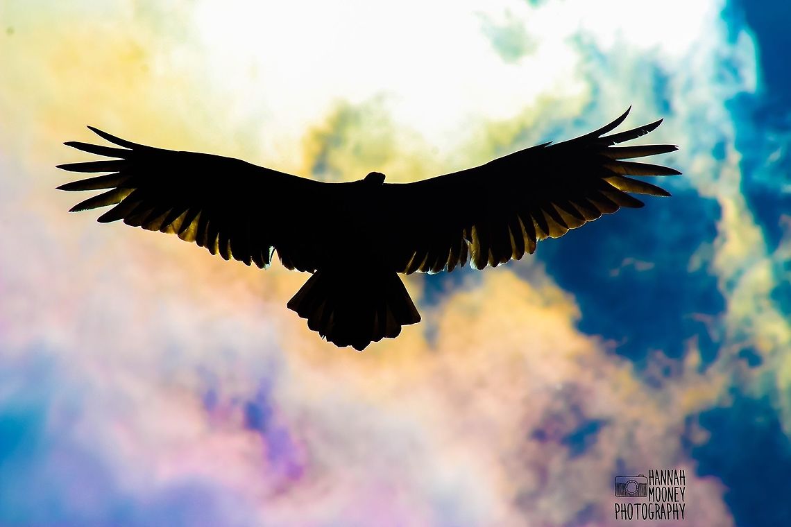 Turkey Vulture silhouette Soaring Turkey Vulture...  I absolutely love how this photo&#039;s color and lighting turned out!... The magical looking rainbow sky background, the vulture&#039;s silhouette appearing to be outlined in gold, and the best part,... It is UNedited! Bird,Cathartes aura,Rainbow,Sky,Turkey Vulture,Vulture,animal,colorful,contest,feathers,flying,golden,natural,nature,silhouette,sunlight,wings