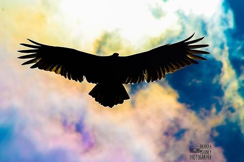 Turkey Vulture silhouette Soaring Turkey Vulture...  I absolutely love how this photo's color and lighting turned out!... The magical looking rainbow sky background, the vulture's silhouette appearing to be outlined in gold, and the best part,... It is UNedited! Bird,Cathartes aura,Rainbow,Sky,Turkey Vulture,Vulture,animal,colorful,contest,feathers,flying,golden,natural,nature,silhouette,sunlight,wings