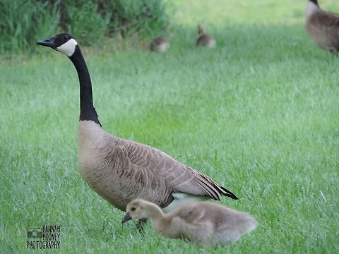 Canada Goose and gosling Canada Goose parent and gosling exploring...  Watching the goslings grow and change in front of my eyes was an experience I will never forget!  Branta canadensis,Canada Goose,Canada goose,Goose,Gosling,Plants,Water Birds,animal,baby animal,bird,contest,downy,explore,feathers,mother and baby bird,natural,nature