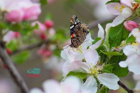 Red Admiral Butterfly Red Admiral Butterfly (Vanessa atalanta rubria) on apple blossoms.  I absolutely adore the colors of both the butterfly and the blossoms here!   Butterfly,Flowers,Leaves,Pink,Plants,Red Admiral,Vanessa atalanta,blossoms,contest,insect,natural,nature,pink flower,wings