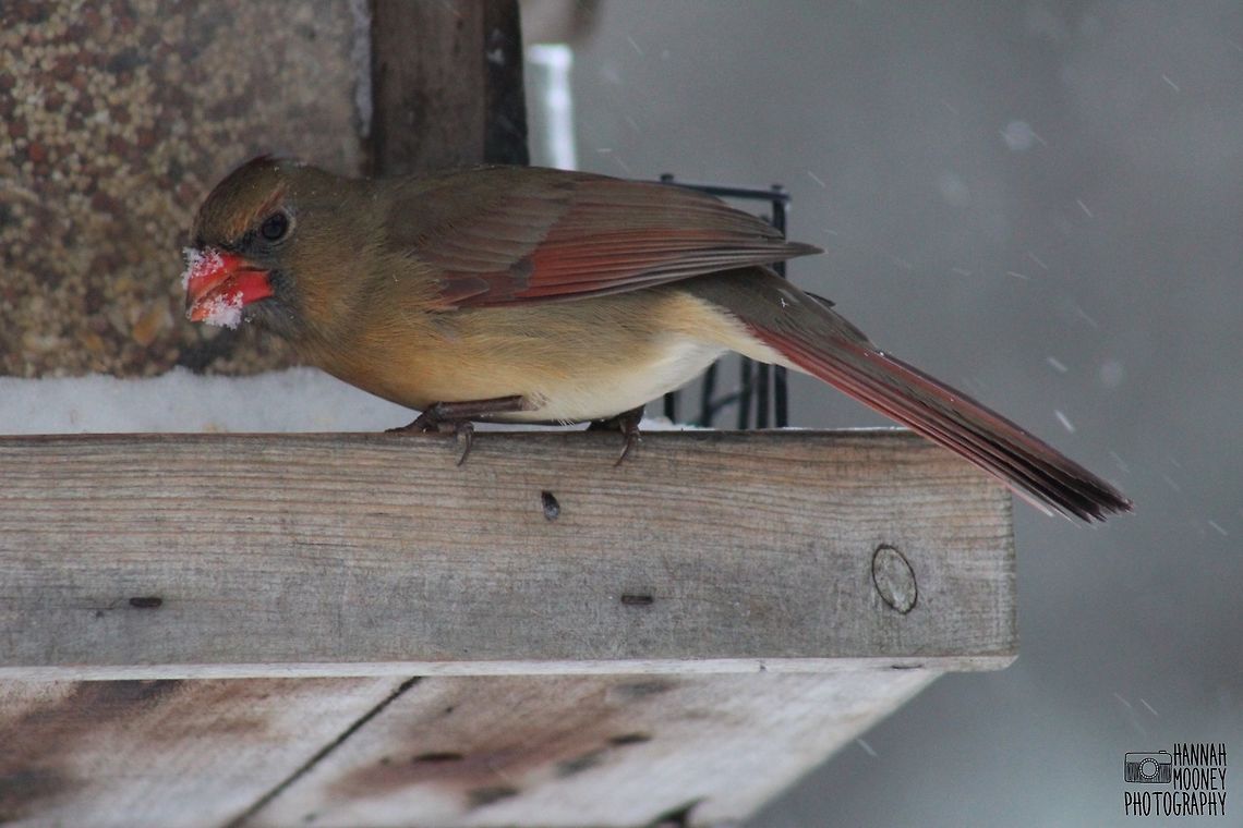 Female Northern Cardinal Female Northern Cardinal eating at a feeder during a Winter&#039;s snow.  I love Cardinals; they are such sweet birds, yet hard to photograph, as they are flighty!  Cardinal,Cardinalis cardinalis,Feeding,Northern Cardinal,animal,bird,contest,feathers,natural,nature,seeds,snow,winter