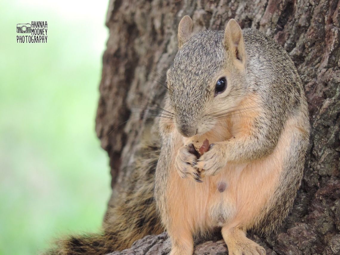 Red squirrel Red squirrel relaxing and eating a nut in the crook of a tree. American red squirrel,Feeding,Red Squirrel,Squirrel,Tamiasciurus hudsonicus,animal,contest,detail,food,natural,nature,rodent,seed,trees