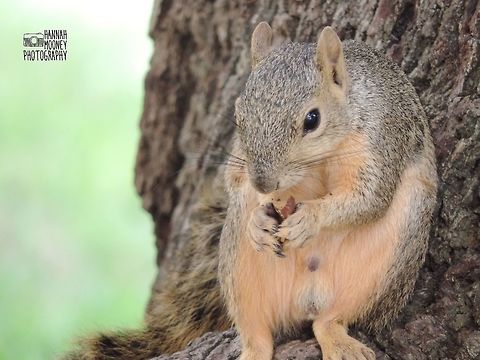 Red squirrel Red squirrel relaxing and eating a nut in the crook of a tree. American red squirrel,Feeding,Red Squirrel,Squirrel,Tamiasciurus hudsonicus,animal,contest,detail,food,natural,nature,rodent,seed,trees