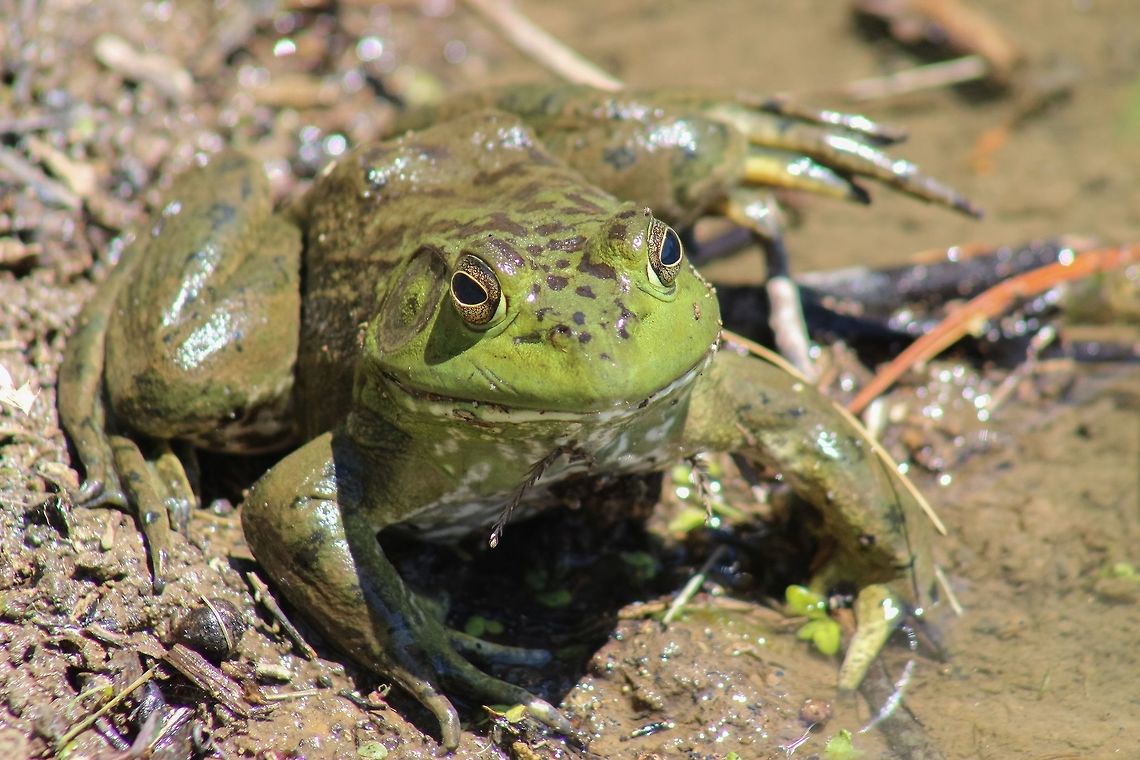 American Bull Frog In honor of getting promoted to Bull Frog class, here is a shot of a lil&#039; froggy himself. American Bullfrog,Frog,Green,Rana catesbeiana,amphibian,animal,contest,detail,natural,nature,water