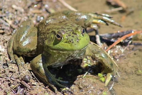 American Bull Frog In honor of getting promoted to Bull Frog class, here is a shot of a lil' froggy himself. American Bullfrog,Frog,Green,Rana catesbeiana,amphibian,animal,contest,detail,natural,nature,water
