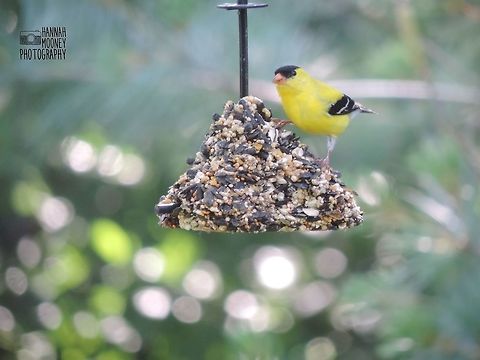 Male American Goldfinch (in breeding season) Male American Goldfinch eating at a feeder.  I love the large bokeh in this picture!  I think the greens of the bokeh (made by sunlight shining through plants) and the bright yellow of the bird compliment each other very nicely!  American Goldfinch,American goldfinch,Bird,Carduelis tristis,Feeding,Green,Plants,Spinus tristis,animal,bokeh,colorful birds,colors,contest,details,feathers,natural,nature,seeds,sunlight,trees
