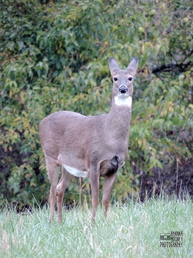 White-Tailed Deer White-Tailed Deer striking a pose.  It happened to be pouring rain here, a perfect condition for deer spotting!  I've found in my area, deer like rain and snow, not straight sunshine. Deer,Odocoileus virginianus,Plants,Weather,White-tailed Deer,animal,contest,mammal,natural,nature,rain