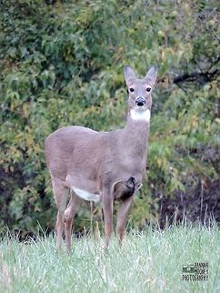 White-Tailed Deer White-Tailed Deer striking a pose.  It happened to be pouring rain here, a perfect condition for deer spotting!  I've found in my area, deer like rain and snow, not straight sunshine. Deer,Odocoileus virginianus,Plants,Weather,White-tailed Deer,animal,contest,mammal,natural,nature,rain