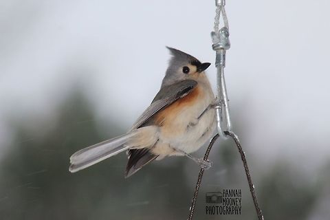 Tufted Titmouse A Tufted Titmouse during a Winter's snow storm... Baeolophus bicolor,Bird,Tufted Titmouse,animal,contest,details,feathers,natural,nature,snow,winter