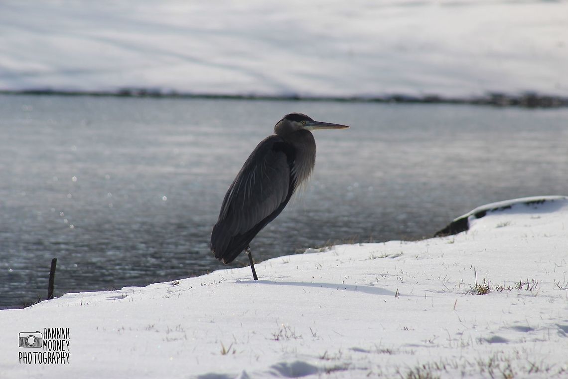 Great Blue Heron Great Blue Heron...  Waking up to tons of white, fluffy, beautiful snow is always cool enough, but when you wake up to find a Great Blue Heron standing in the snow, overlooking the icy, Winter Wonderland ahead, it is epic!  Ardea herodias,Bird,Great Blue Heron,contest,feathers,ice,landscape,magnificent,natural,nature,snow