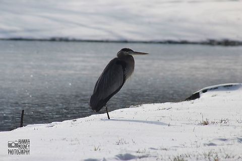 Great Blue Heron Great Blue Heron...  Waking up to tons of white, fluffy, beautiful snow is always cool enough, but when you wake up to find a Great Blue Heron standing in the snow, overlooking the icy, Winter Wonderland ahead, it is epic!  Ardea herodias,Bird,Great Blue Heron,contest,feathers,ice,landscape,magnificent,natural,nature,snow