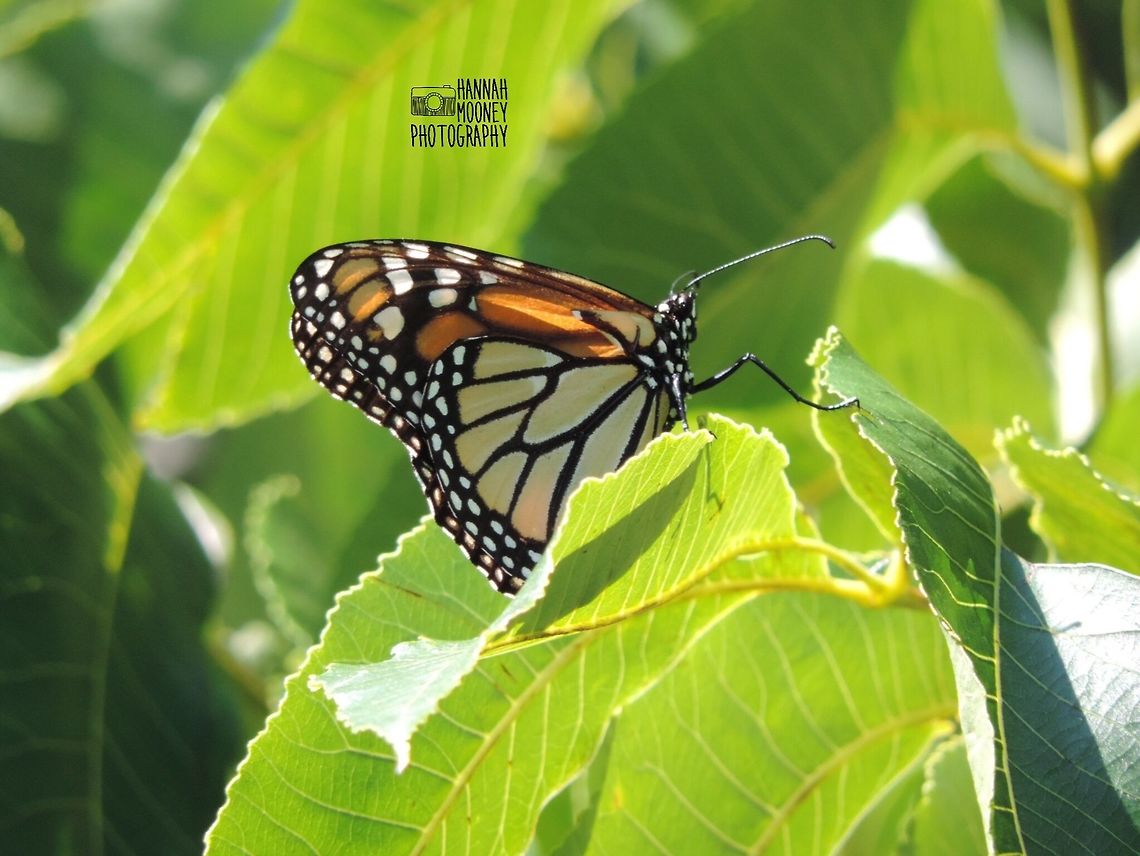 Monarch Butterfly Monarch Butterfly soaking up the sun's rays on a warm Summer's day...   Butterfly,Danaus plexippus,Leaves,Monarch Butterfly,Monarch butterfly,Plants,colorful,contest,details,green,natural,nature,trees,wings