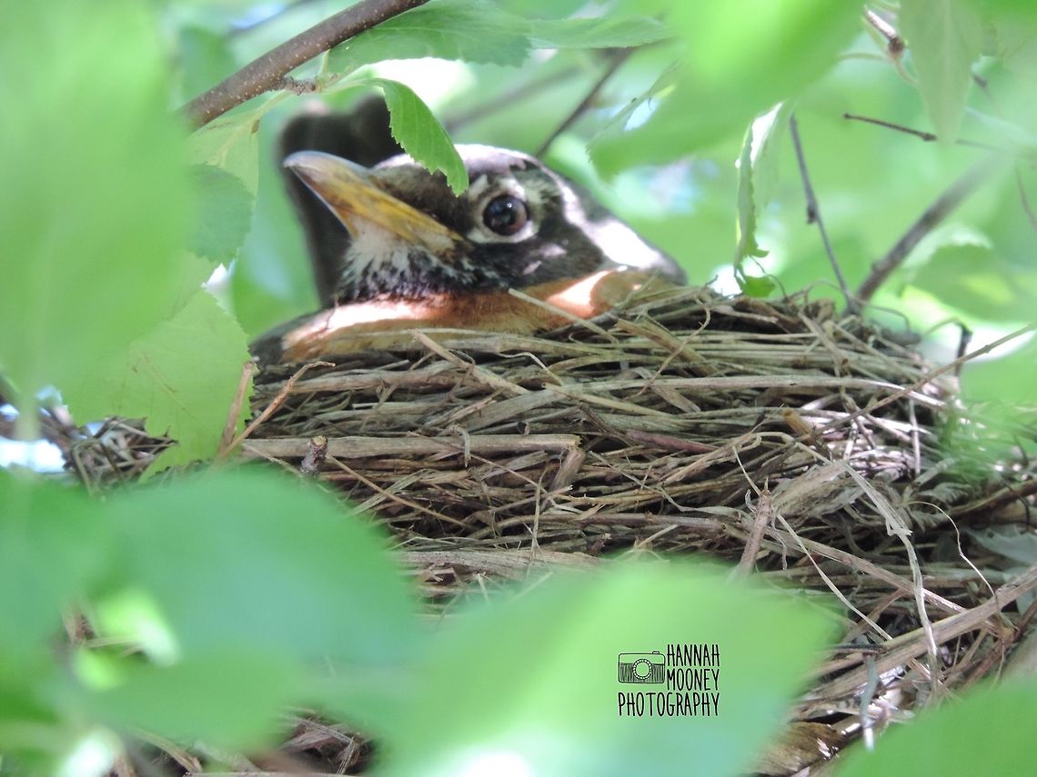 American Robin on nest A parent American Robin sitting on its nest...  I&#039;m sure it is a great Mommy/Daddy!  I have always thought the depth about this photo made it cool!  American Robin,Leaves,Plants,Turdus migratorius,animal,best,bird,contest,details,feathers,home,natural,nature,parenting,trees