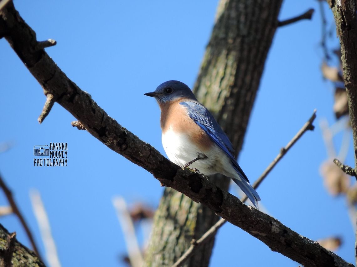 Eastern Bluebird perching on branch An Eastern Bluebird perching on a branch...  I just love these sweet, adorable little birds!  Bird,Eastern Bluebird,Perching Bird,Shadows,Sialia sialis,animal,colorful birds,contest,details,feathers,natural,nature,trees