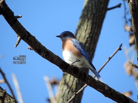 Eastern Bluebird perching on branch An Eastern Bluebird perching on a branch...  I just love these sweet, adorable little birds!  Bird,Eastern Bluebird,Perching Bird,Shadows,Sialia sialis,animal,colorful birds,contest,details,feathers,natural,nature,trees
