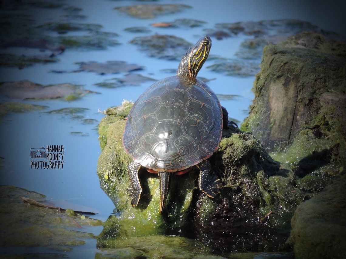 Western Painted Turtle Western Painted Turtle basking in the sun on a drift pile... Chrysemys picta,Painted turtle,Plants,Shell,Turtle,Western painted turtle,animal,contest,natural,nature,reptile,water,water reptiles