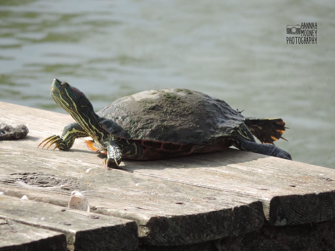 Elegant Slider Turtle An Elegant Slider Turtle basking in the sun... Elegant Slider,Elegant Slider Turtle,Red-eared slider,Trachemys scripta elegans,Turtle,animal,basking,contest,details,natural,nature,reptile,water,water reptiles
