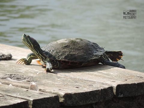 Elegant Slider Turtle An Elegant Slider Turtle basking in the sun... Elegant Slider,Elegant Slider Turtle,Red-eared slider,Trachemys scripta elegans,Turtle,animal,basking,contest,details,natural,nature,reptile,water,water reptiles