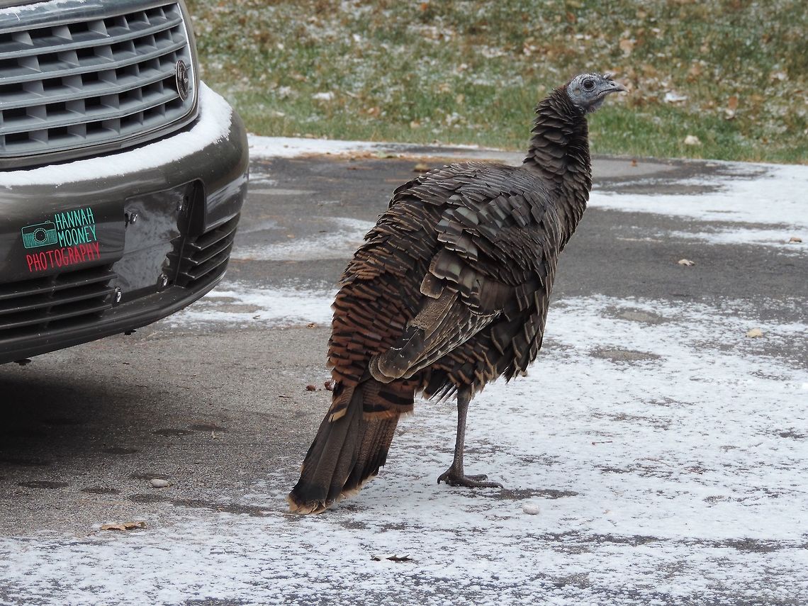Female Eastern Turkey Female Eastern Turkey...  This Wild Turkey actually came out to say &quot;Hi!&quot; on Thanksgiving :-|... Not a good day for an innocent turkey to show its face!  I kept my eye on her to make sure she was safe though! :-) Fall,Meleagris gallopavo,Turkey,Wild Turkey,Wild turkey,animal,autumn,bird,contest,eastern turkey,feathers,natural,nature,snow