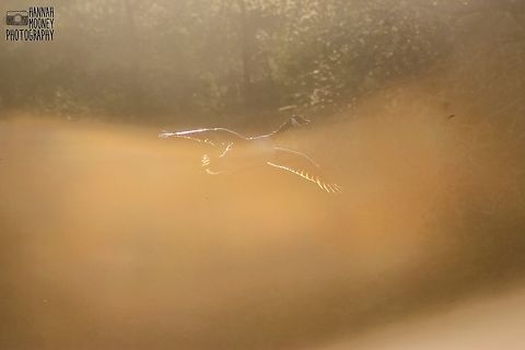 Canada Goose flying through golden fog A Canada Goose flying through golden fog...  I love how the typical morning fog was turned golden due to the sunrise lighting!  Branta canadensis,Canada Goose,Canada goose,Flight,Goose,Sunrise,Water Birds,animal,bird,contest,feathers,flying,fog,golden,natural,nature,sunlight