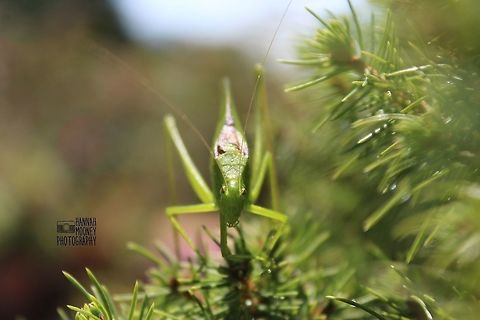 Katydid A fierce looking Katydid (Lesser Angle-wing Katydid or microcentrum retinerve) staring me down... (By the British, these insects are known as brush crickets.)
https://www.jungledragon.com/image/41794/katydid.html
 Green,Insect,Microcentrum retinerve,Plants,antennae,contest,details,katydid,lesser angle-wing,lesser angle-wing katydid,microcentrum retinerve,natural,nature