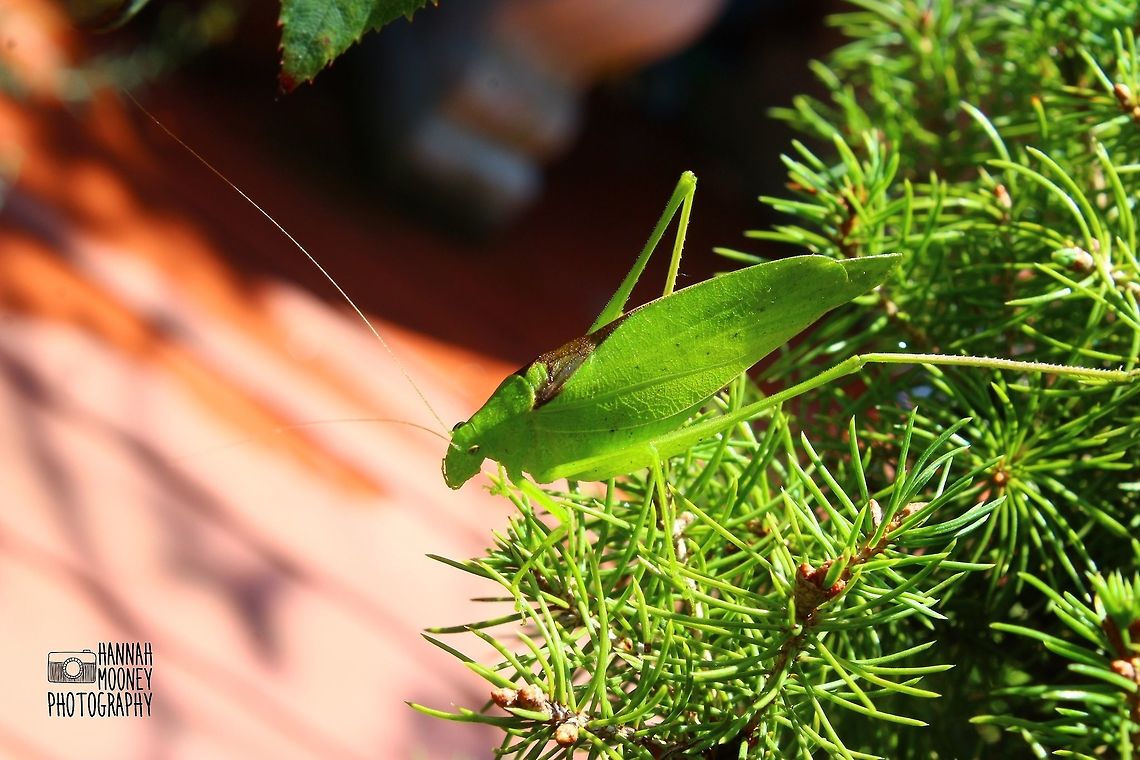 Katydid A side view of the Lesser Angle-wing Katydid... (Microcentrum retinerve) Leaf insect,Lesser Angle-wing Katydid,Microcentrum retinerve,antennae,colorful,contest,details,insect,katydid,leaf,natural,nature,plants
