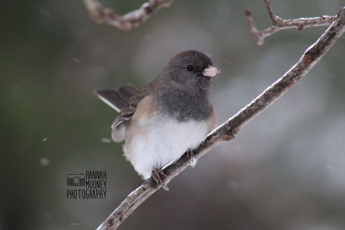 Dark-eyed Junco A Dark-eyed Junco (slate colored) perched on a branch during a snow storm... Bird,Dark-eyed Junco,Junco hyemalis,Storm,animal,contest,natural,nature,snow,tree branches,trees,winter