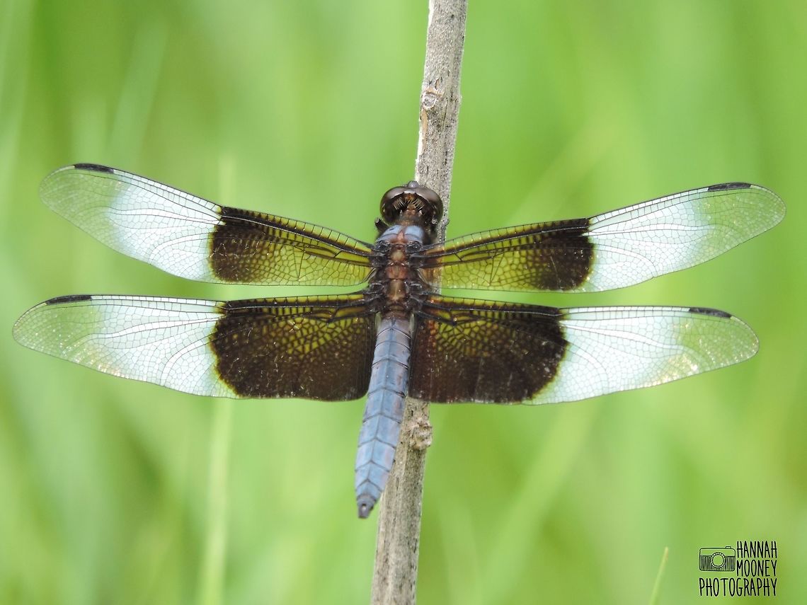 Male Widow Skimmer Dragonfly A male Widow Skimmer Dragonfly perched on a branch... Dragonfly,Green,Libellula luctuosa,Widow Skimmer,branches,colors,contest,details,green,insect,natural,nature,perching,plants