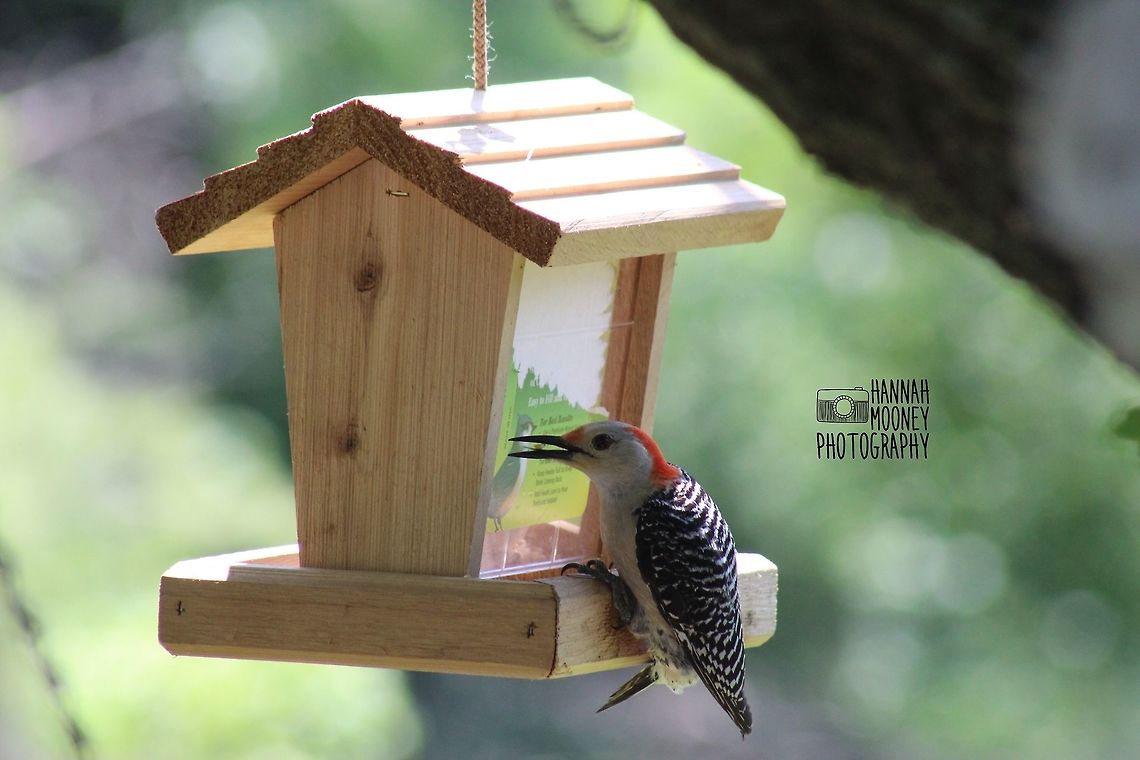 Red-bellied Woodpecker A Red-bellied Woodpecker eating at a feeder... Bird,Feeding,Melanerpes carolinus,Red-bellied Woodpecker,Woodpecker,animal,bokeh,colorful birds,contest,details,feathers,feeder,natural,nature,plants,trees