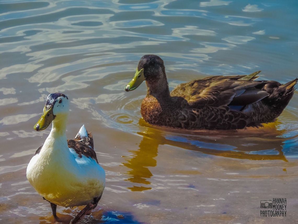 Magpie duck & Eclipse male Rouen duck A Magpie duck &amp; an Eclipse male Rouen duck wading... Anas platyrhynchos domesticus,Domesticated duck,Ducks,Rouen duck,Water Birds,birds,contest,feathers,magpie duck,natural,nature,water