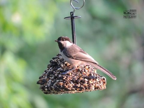 Black-capped Chickadee A Black-capped Chickadee eating at a feeder... Bird,Black-capped Chickadee,Feeding,Poecile atricapillus,animals,bokeh,colors,contest,natural,nature,plants,sunlight,trees