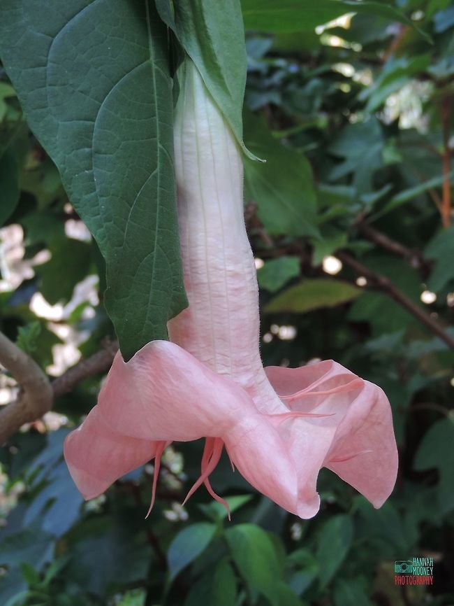 Angel Trumpet Flower A full length view of an Angel Trumpet Flower... Flower,colorful,colors,contest,green,leaves,natural,nature,pink,pink flower,plants