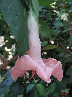 Angel Trumpet Flower A full length view of an Angel Trumpet Flower... Flower,colorful,colors,contest,green,leaves,natural,nature,pink,pink flower,plants