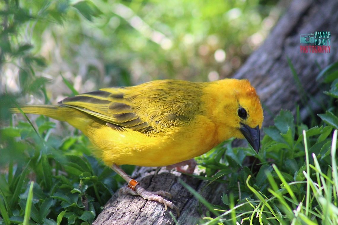 Yellow Warbler A Yellow Warbler I photographed at the zoo...  I think that the bright colors and the bokeh background really make this picture cool! Bird,Setophaga petechia,Yellow Warbler,animal,bokeh,colorful birds,colors,contest,details,feathers,green,natural,nature,plants,trees,yellow