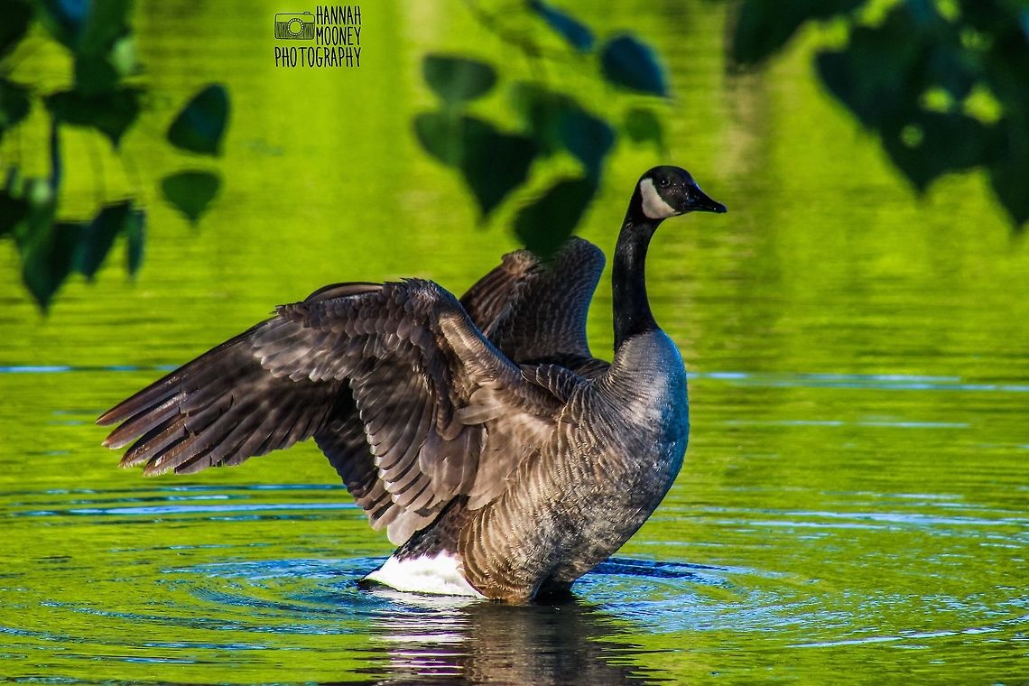 Canada Goose A powerful Canada Goose showing off its magnificent wings...  I have always been in love with the coloring and water ripples in this photo!  Branta canadensis,Canada Goose,Canada goose,Flight,Goose,Water Birds,bird,bright,colorful,colors,contest,details,feathers,green,leaves,natural,nature,plants,trees,water