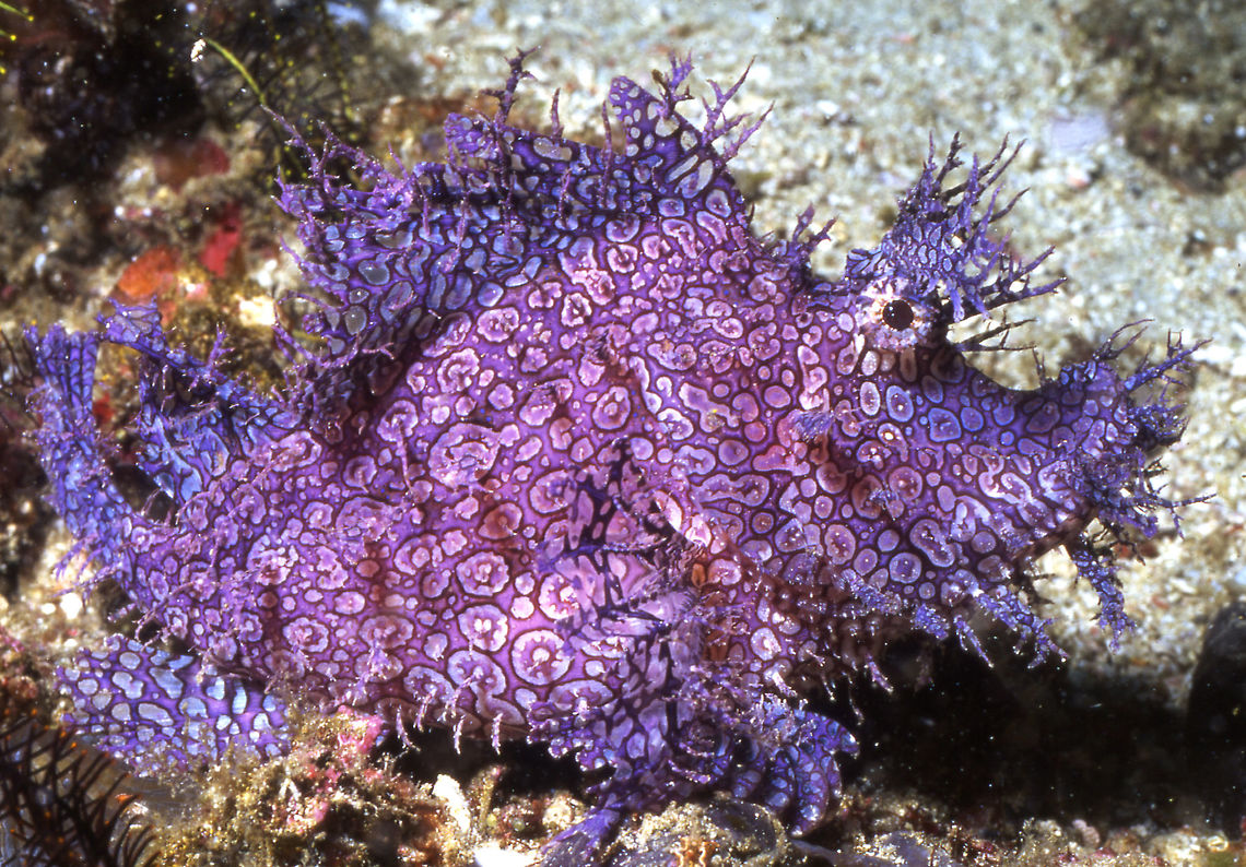 Lacey_Scorpion_Fish A very rare fish: The Lacey Scorpion Fish. Popeyed scorpionfish,Rhinopias aphanes,Rhinopias frondosa,Scorpion Fish