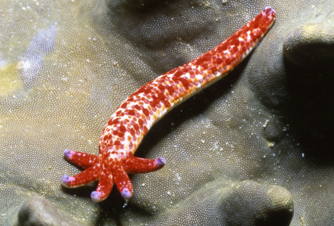 Star Nubibranch  Geotagged,Indonesia,Linckia multifora