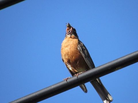 Robin with dinner.                                Sitting on the wire waiting for its turn. American Robin,Turdus migratorius