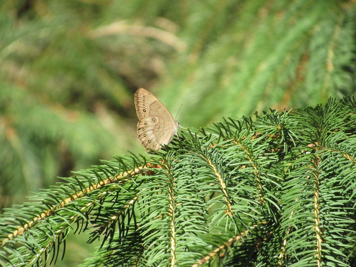 Butterfly                                 Appalachian Brown,Satyrodes appalachia