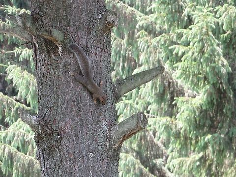 Squirrel on the way down                                 Eastern gray squirrel,Sciurus carolinensis